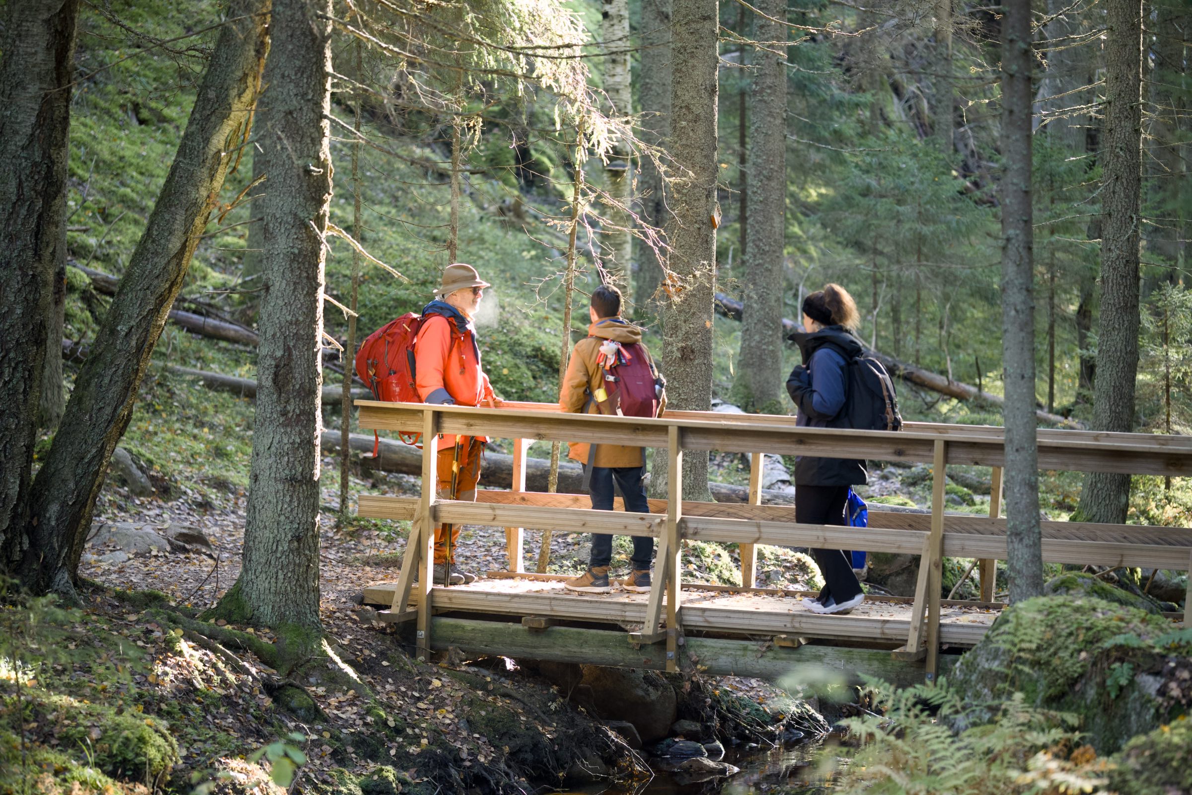 Afternoon in the forest, Nuuksio, Finland
